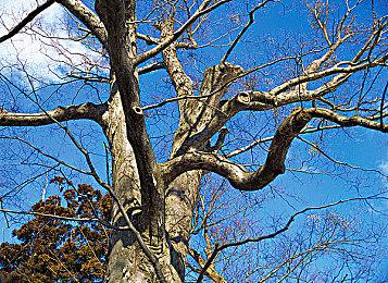 虚幻5《上古卷轴6》粉丝概念预告 画面太震撼了！